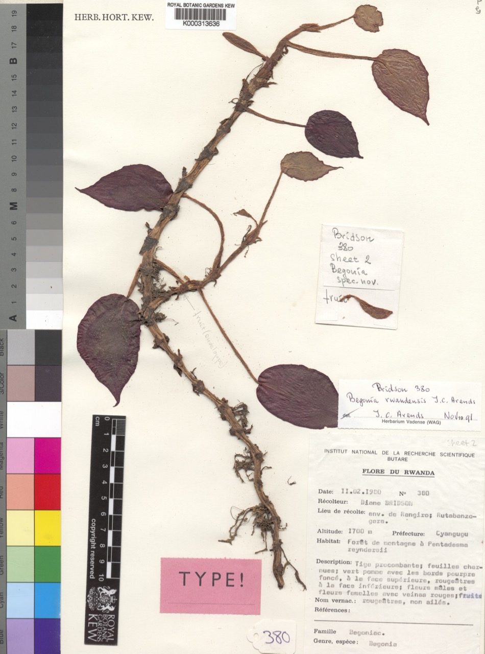 B. rwandensis